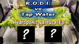 RO/DI Water vs Tap Water Hydroponics | Lettuce | EP1