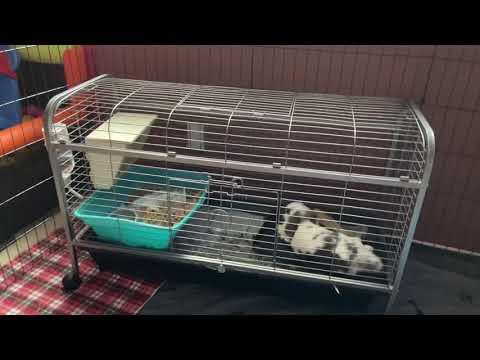 Ware Cages