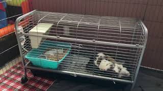 Ware All Living Things Rabbit Bunny cage Review