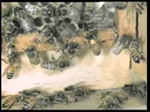 36-For Men Of Understanding - 1