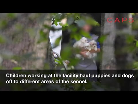 Windy Hill Kennel - John D. Erb's USDA Licensed Puppy Mill in Baltic, Ohio