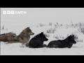 The Wildlife Of Yellowstone BBC Earth