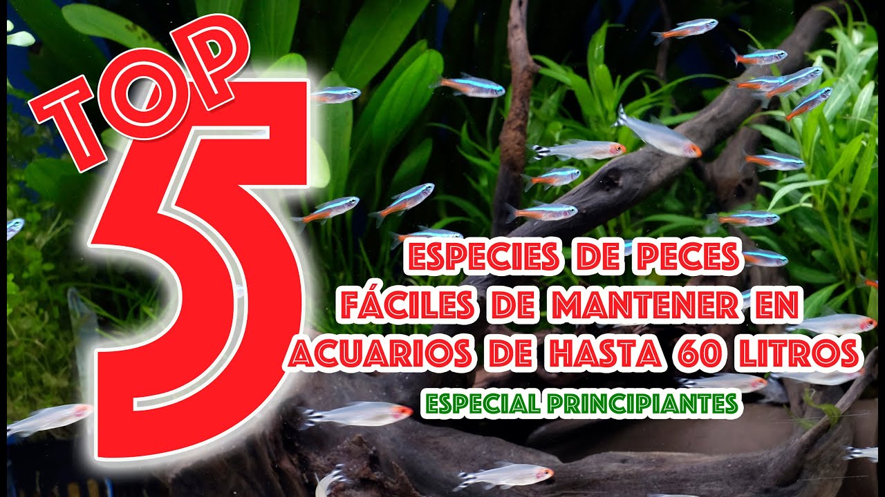 5 peces 🐟 fáciles de mantener en acuarios de hasta 60l - TOP 5 - especial principiantes 👍
