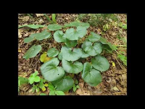 Haselwurz, Heilpflanze