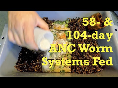 African nightcrawler worm bins get 8th & 14th feedings - vermicompost