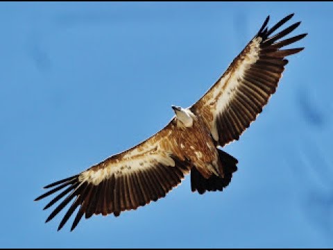 Griffon Vulture (Gyps fulvus) Γύπας - Γύπας ο πυρόχρους - Όρνιο - Cyprus
