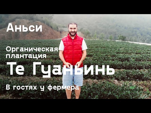 Аньси. Плантация Те Гуаньинь. В гостях у фермера.