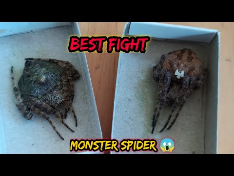 Giant VS Monster - Spider fight 😱