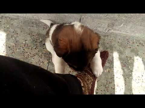 shaurya.    My cute dog bone