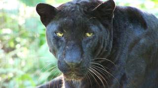 How do you pill a BIG cat?