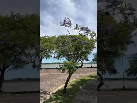 Video de Costa Serena Apart