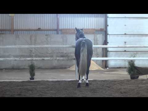 Coupe D´Or-Levisto colt * 2012 for sale