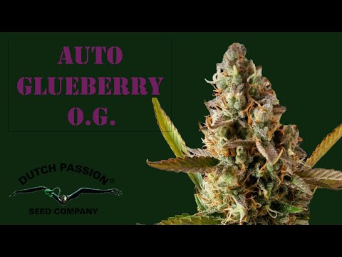 AUTO GLUEBERRY O.G. - Dutch Passion
