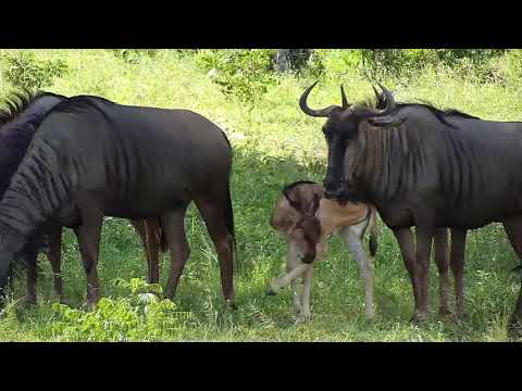 Djuma: Wildebeests with calves and Impalas - 14:29 - 12/14/20