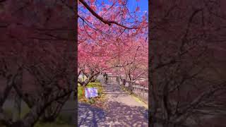 Download lagu Bunga Sakura | Saat Musim Semi Di Jepang | Pemandangan Alam Indah mp3