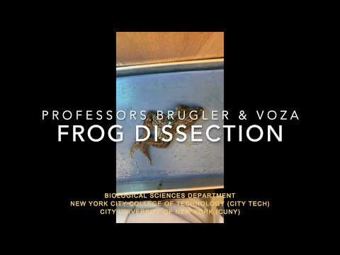 biology junction virtual frog dissection biology junction virtual frog dissection