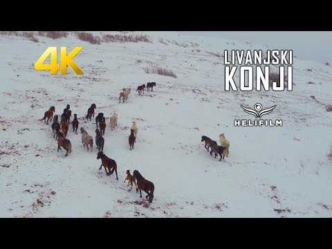 Livanjski divlji konji