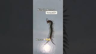 Download lagu Bukti.. Ayat Al-Qur'an Adalah Mukjizat Luar Biasa.. 😭😢😭😢 mp3