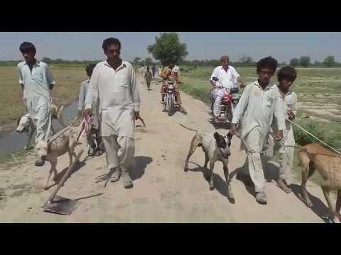 5-20-2020New Shikar he Shikar | hunting Dogs Malik Mustafa Khar