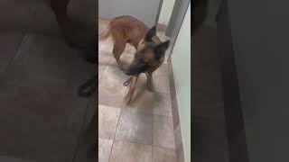 Video preview image #1 Mutt Puppy For Sale in Stevens Point, WI, USA