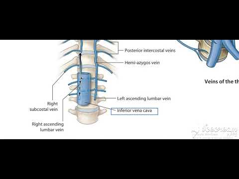 Thoracic cage