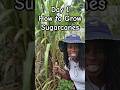 Day 1: How to grow sugarcanes  #gardeningtips #growyourownfood #sugarcane