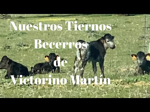 TIERNOS BECERROS de Victorino Martin, nuestros FUTUROS TOROS DE LIDIA