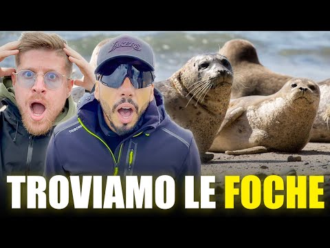 IN SEARCH OF ICELAND'S SECRET SEAL BEACH - SHOULD WE EAT THE ROTTEN SHARK?