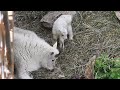 Rocky Mountain Goat Baby Born At Cheyenne Mountain Zoo