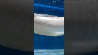 Download lagu full big size Arowana #fish #aquarium #underwateraquarium #fishaquarium #fishing #aquariumfish mp3 Download lagu full big size Arowana #fish #aquarium #underwateraquarium #fishaquarium #fishing #aquariumfish mp3