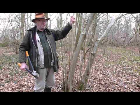 walking sticks stick making stick cutting demonstration series 1