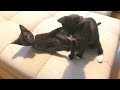 Cats Play Fighting Tuxedocat Kitten Catsplaying