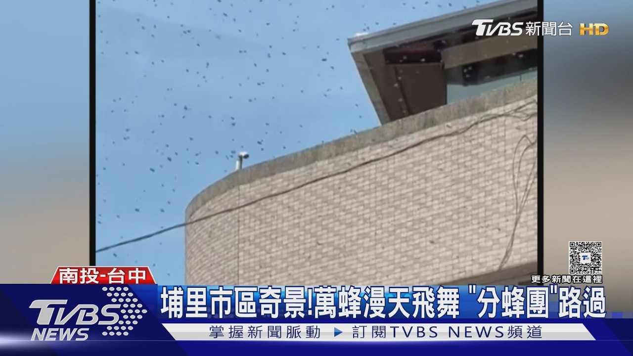 埔里鬧區「蜜蜂海」狂飛!店家嚇關門 捕蜂達人揭密:在找新家