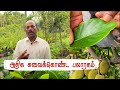 Grow Delicious Jackfruit at Home | மிகவும் சுவையான பலாப்பழம் | Exotic J33 