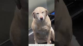Happy smiling dog full of joy 🐶🥰#funnydog #dogsof #foryou #usa #fyp #cutepets #happydog