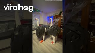 Clever Ostrich Costumes || ViralHog