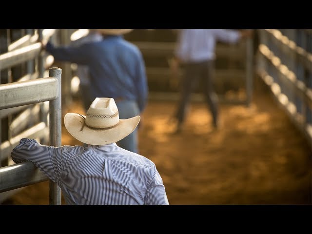 GNF Real Estate Warwick - Warwick, QLD