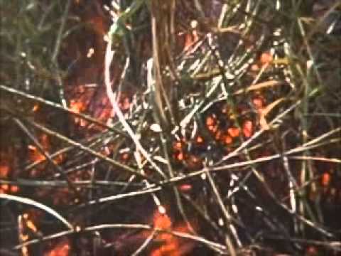 Paddy McHugh - The John Kanaka Blues