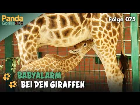 Giraffe Elli bringt im Zoo ihr achtes Baby zur Welt und Bao Bao muss zunehmen | Panda, Gorilla & Co.