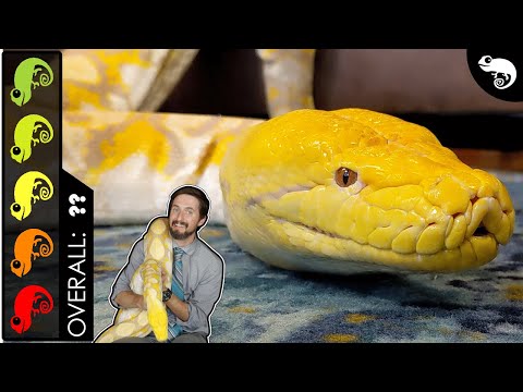 Krajta sieťkovaná (Malayopython reticulatus) — najdlhší had sveta, prehľad chovu