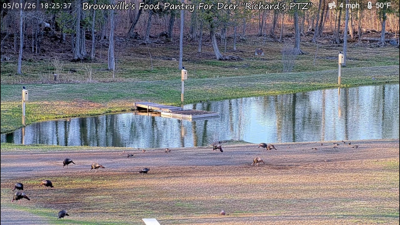 Live webcam view of Deer Pantry Wildlife Refuge Pond