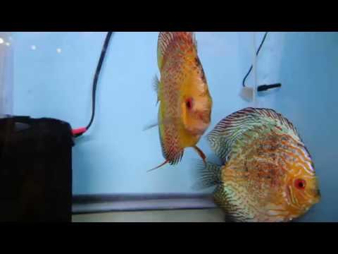 sick discus?  treating prazipro and metroplex throughout the fishroom
