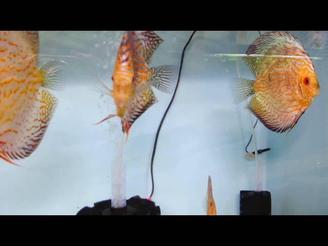 sick discus?  treating prazipro and metroplex throughout the fishroom