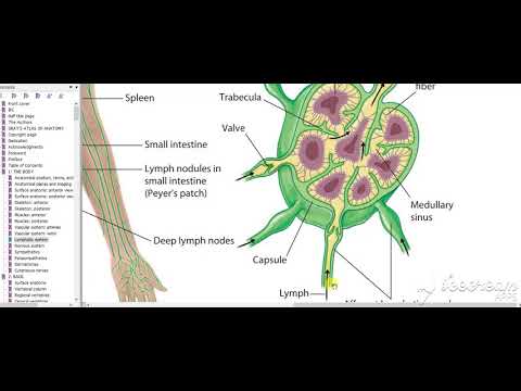 Axillary lymph nodes
