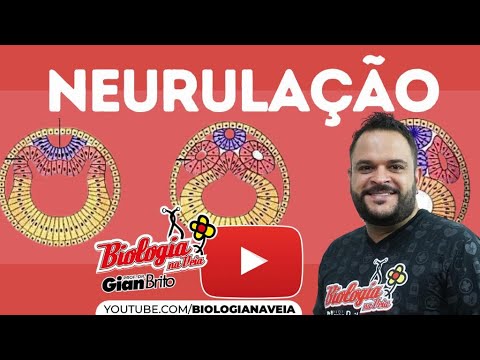 NEURULAÇÃO - EMBRIOLOGIA