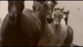 Daryl Braithwaite The Horses Lyrics