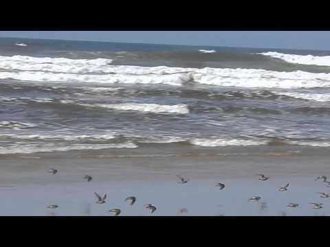 Oregon dunes shorebird migration