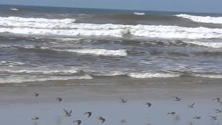 Oregon dunes shorebird migration