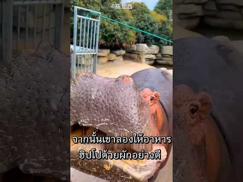 น้ำเมือกสีแดงบนตัวฮิปโปคืออะไรกันแน่