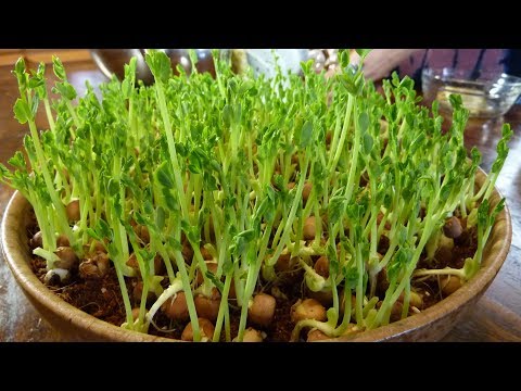 魔法DIY種子盆栽 - 第八集